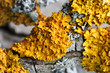 Yellow lichen, xanthoria parietina, on dry branch of fruit tree, macro