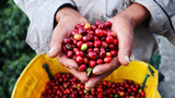 Fototapeta Sawanna - Agricultural hands showing harvested coffee berries