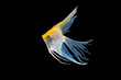 Angel fish isolated in black background