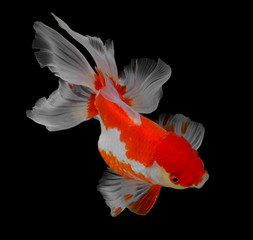 Goldfish isolated on black background (fish)