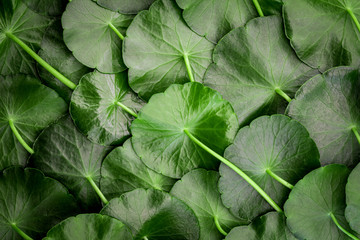 Wall Mural - close up the circle green leaf decoration as abstract green background from centella asiatica ,fresh