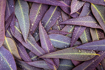 Wall Mural - the nature purple eucalyptus leaves with raindrop background