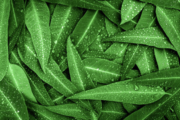 Wall Mural - the nature green eucalyptus leaves with raindrop background