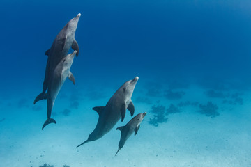 Wall Mural - a dolphins family pod of four animals with baby dolphin that staying close with its mom underwater. 