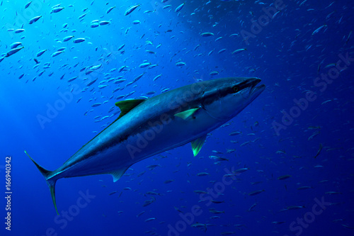 Fotomural A yellow fin tuna swims in the clear waters of Guadalupe Island, Mexico