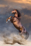 Fototapeta Konie - Red stallion with long mane rearing up in sunset dust