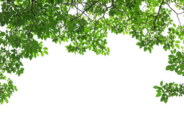 Green tree leaves and branches isolated on white background