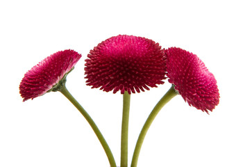 Wall Mural - Beautiful daisy flowers isolated