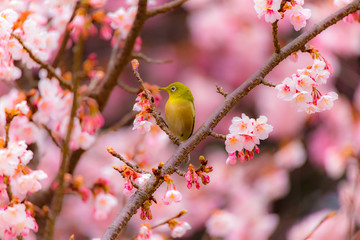the japanese white-eye.the background is cherry blossoms. located in tokyo prefecture japan.
