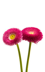 Wall Mural - Beautiful daisy flowers isolated