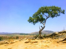 Lone Tree On A Hill In Rural Zimbabwe