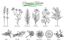Natural Cosmetics. Vector Hand Drawn.Isolated Objects On White. Herbs And Flowers. Herbal Medicine. Lavender. Camomile.Rosemary.Orange.Jasmine.Tea Tree.Mint. Vanilla. Clover. Calendula. Lemon. Argan