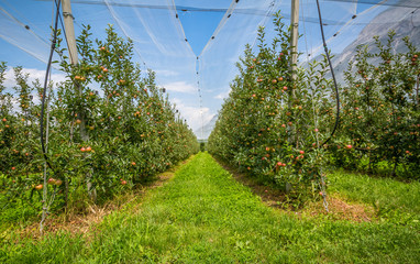 Apple orchard with protection nets. Merano, Italy