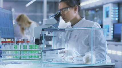 Medical Research Scientist Examines Laboratory Mice and Looks on Tissue Samples under Microscope. She Works in a Light Laboratory.