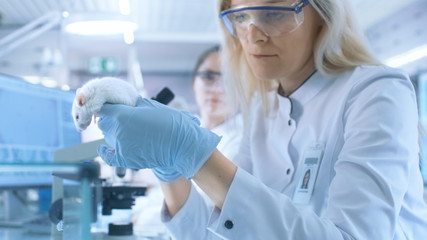 Wall Mural - Medical Research Scientist Tests Vaccine Experimental Drug on a Laboratory Mouse Injecting it with Syringe. She Works in a Bright Modern Laboratory.