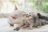 Fototapeta Koty - cat kissing her kitten with love