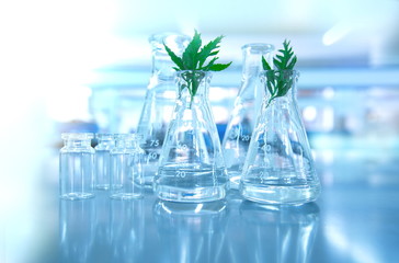Wall Mural - green leaf plant with glassware flask and vial in biotechnology science laboratory background