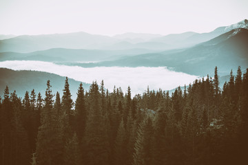  Foggy morning landscape with mountain range and fir forest in hipster vintage retro style