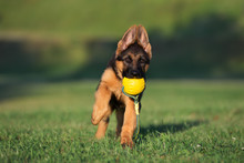 German Shepherd Puppy Playing With A Ball