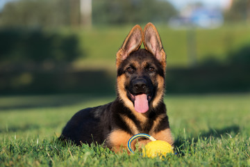 Wall Mural - happy german shepherd puppy lying down on grass