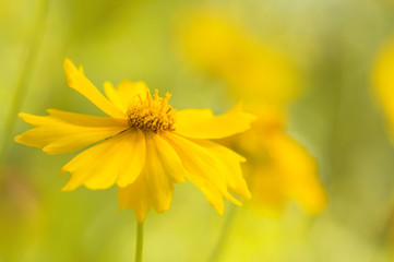 Wall Mural - yellow cosmos flower on a beautiful background,artistic image. soft selective focus