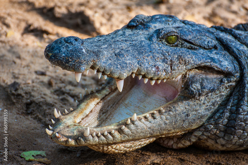 Zdjęcie XXL Krokodyl lub Aligator
