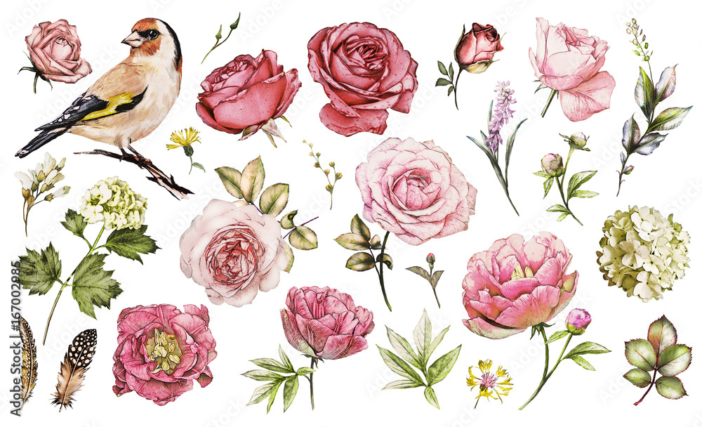 Set watercolor elements of flower rose, peonies, hydrangea, collection ...