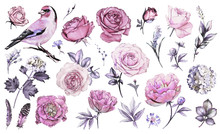 Set Watercolor Elements Of Flower Rose, Peonies, Hydrangea, Collection Garden And Wild Flowers, Leaves, Branches, Illustration Isolated On White Background, Bird - Goldfinch, Pink  Bud