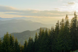 Fototapeta Las - Landscape at sunset in the mountains and rows of coniferous trees in the Carpathians