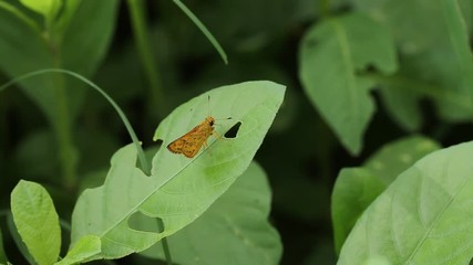 Wall Mural - asian beetle on green leaf.