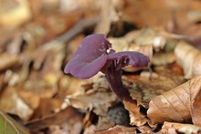 Violetter Lacktrichterling (Laccaria Amethystea)