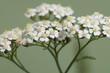 Achillea flowers over green background, close up