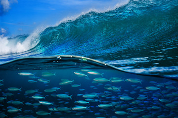 Wall Mural - tropical fish under ocean wave in sea water