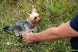 Fototapeta Zwierzęta - Cute small yorkshire terrier dog sitting on green grass and giving paw shake to owner outdoor, closeup. Animal friendship, free space. Man holding the paw of yorkie at park in summer