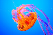 orange jellyfish