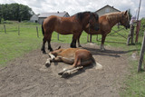 Fototapeta  - konie - dwa dorosłe konie i tarzający się źrebak