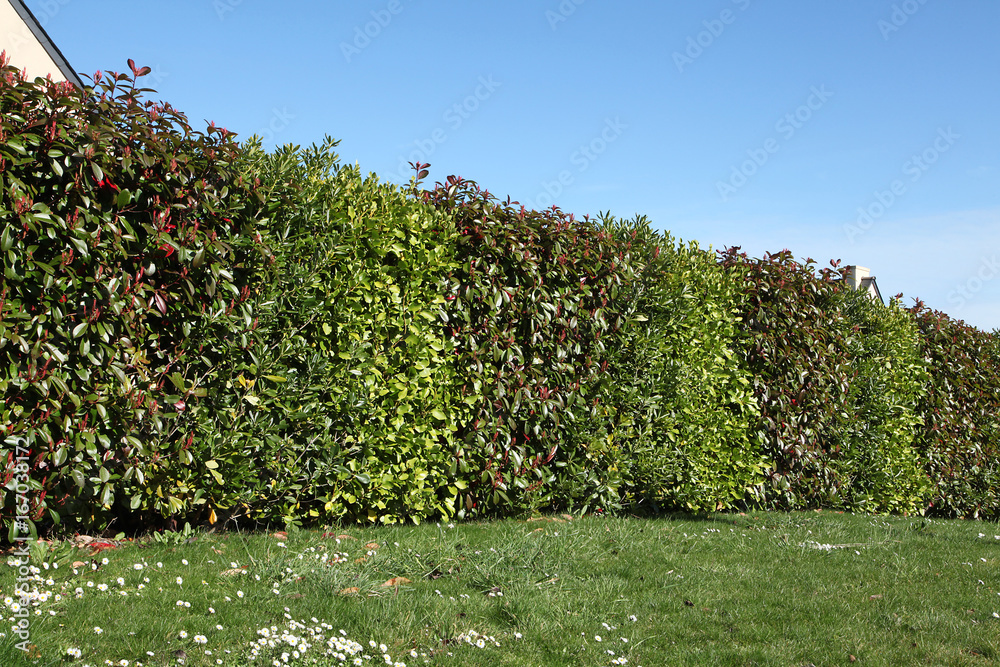 lonicera kamtschatica wojtek Honeyberry (Lonicera caerulea kamtchatka) Wojtek – Edible Canopy main image 0