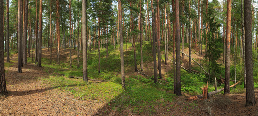  Panorama taken in the coniferous forest in summer. The hilly area. Growing trees and windbreak. Falling of old trees in a forest caused by a storm or strong wind.