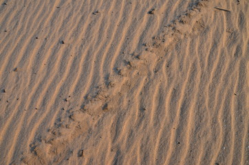 the sand on the zambezi river. zimbabwe.