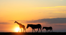 Safari Sunset Landscape