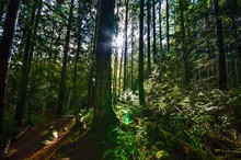 Sun Shining Through Temperate Rainforests On Vancouver Island