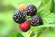 blackberries plant background with fruits