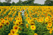 © ViDi Studio - Brunette girl in a field of sunflowers