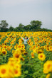 © ViDi Studio - Brunette girl in a field of sunflowers