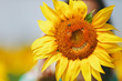 © ViDi Studio - Yellow sunflower with smiley face in the field