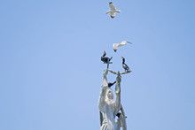 Battle For Statue Between Seagull And Black Birds 4