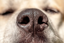 A Closeup Of A Dog's Black Nose