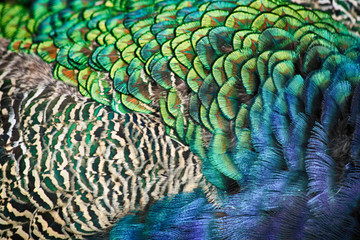 Sticker - feather texture