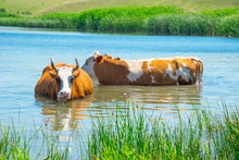 Cows Graze And Swim In The Lake.