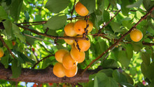 Ripe Apricots Grow On A Branch Among Green Leaves, Close-up View